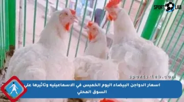 أسعار الدواجن البيضاء اليوم الخميس في الإسماعيلية وتأثيرها على السوق المحلي